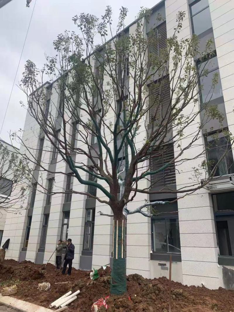 10-40公分香樟树四季常青夏季的驱蚊能手现挖