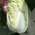菊锦黄心大白菜，可实地看货，支持线上交易，保证质量一条龙