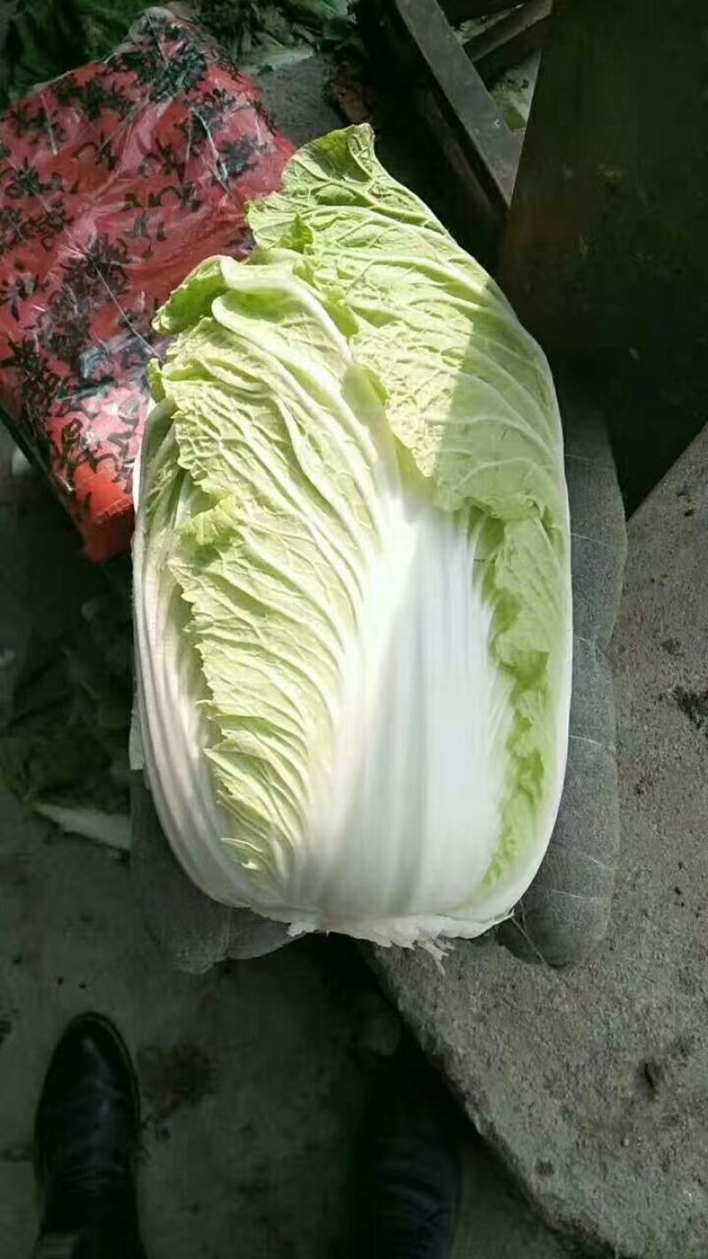 菊锦黄心大白菜，可实地看货，支持线上交易，保证质量一条龙