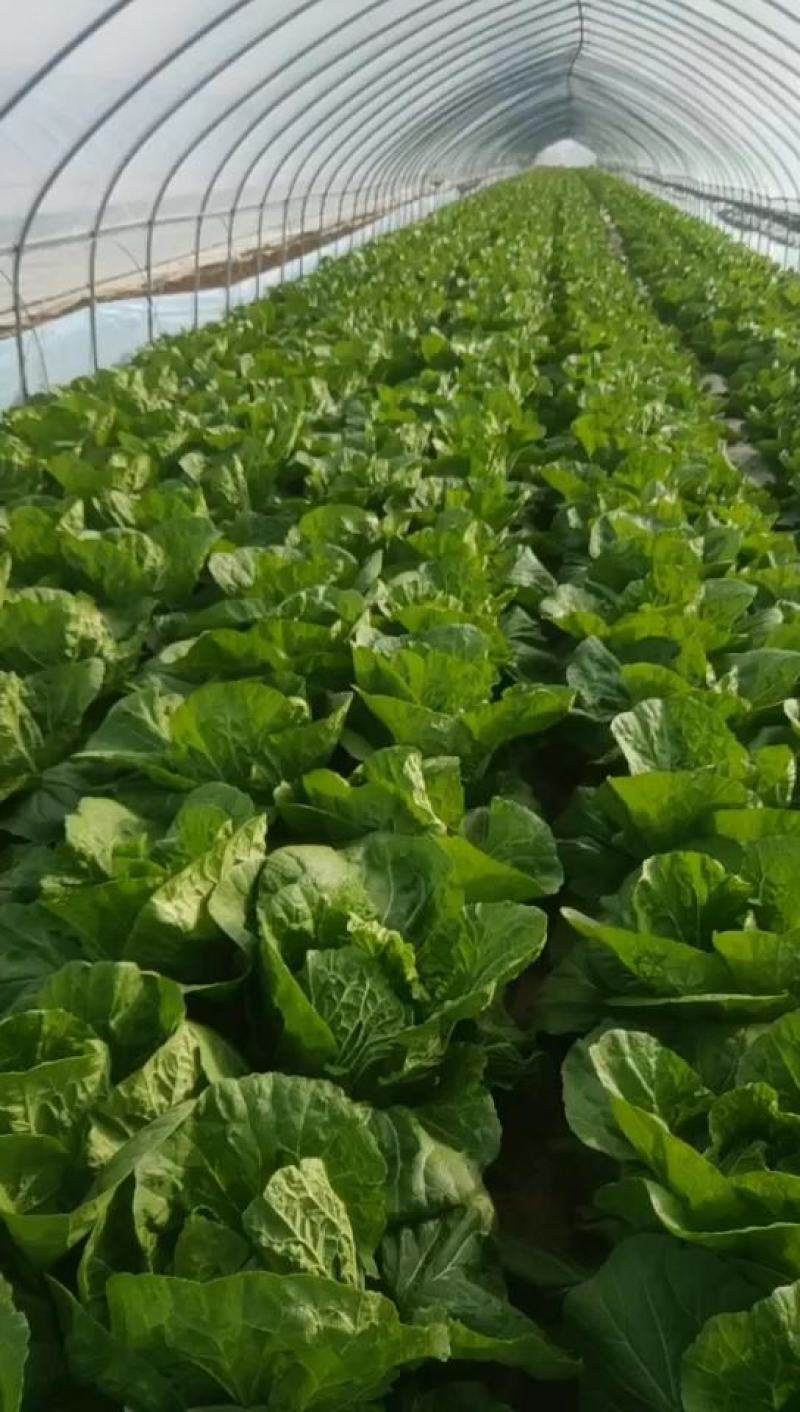 菊锦黄心大白菜，可实地看货，支持线上交易，保证质量一条龙