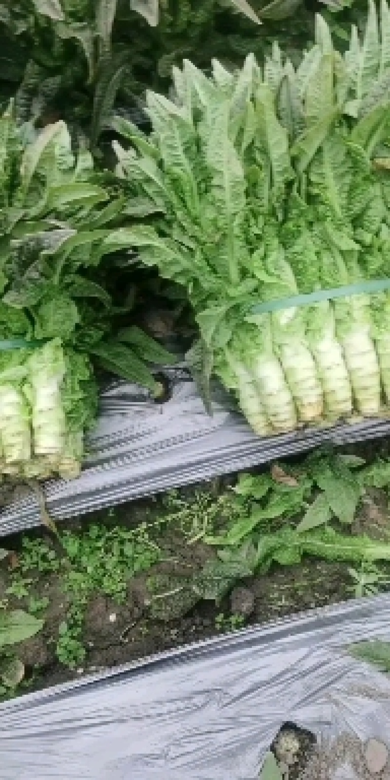 莴苣2斤以上50~60cm