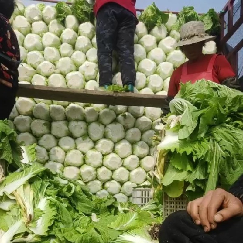 菊锦黄心大白菜，可实地看货，支持线上交易，保证质量一条龙