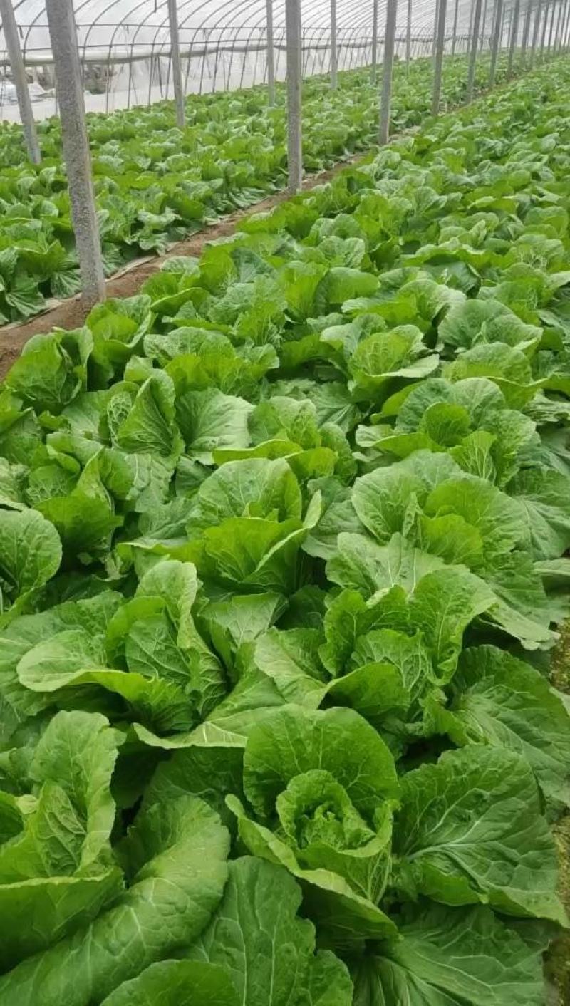 菊锦黄心大白菜，可实地看货，支持线上交易，保证质量一条龙