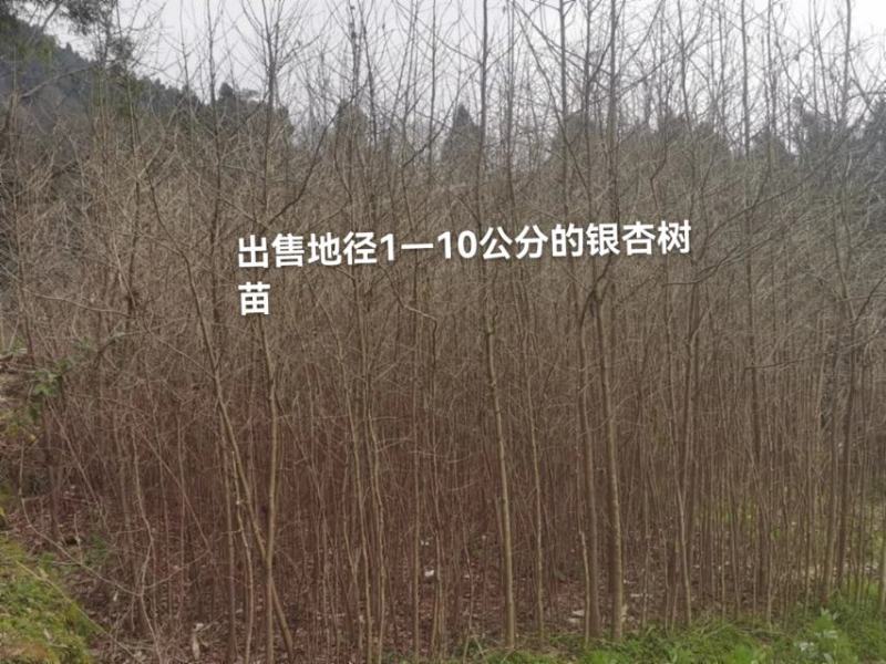 四川三台银杏树苗1—10公分