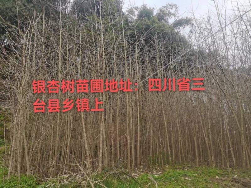 四川三台银杏树苗1—10公分