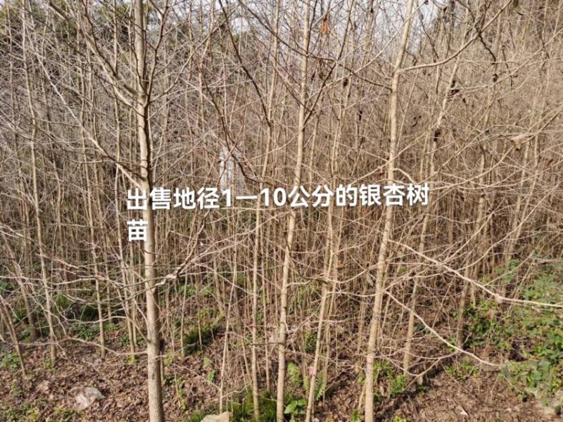 四川三台银杏树苗1—10公分