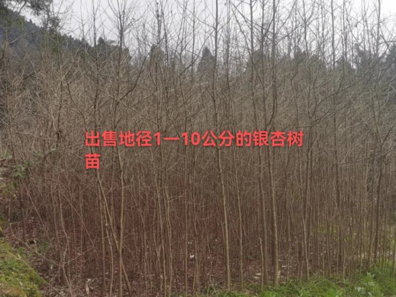 四川三台银杏树苗1—10公分