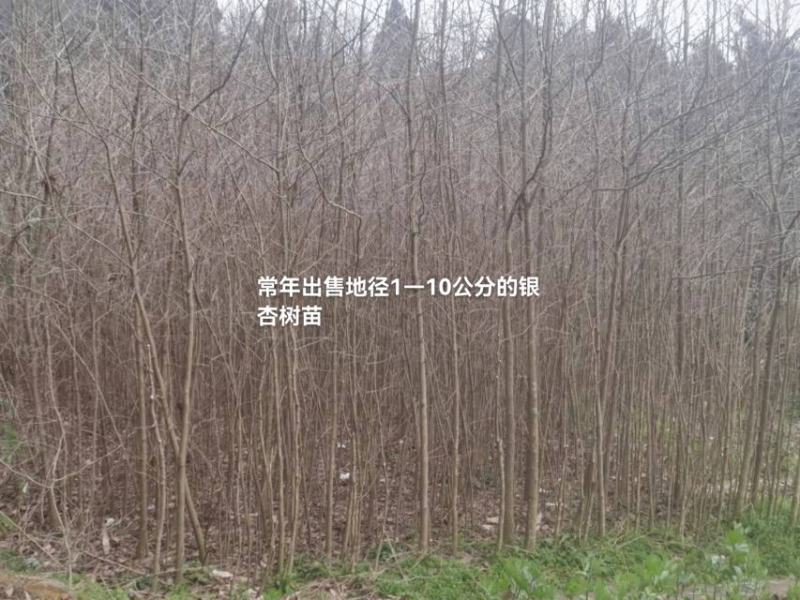 四川三台银杏树苗1—10公分