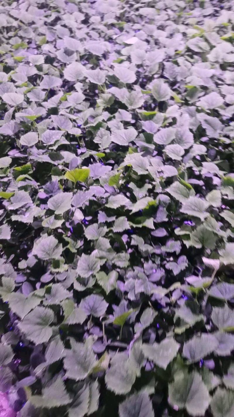 杂交中绿丝瓜种苗种子，产量高抗病强欢迎订购