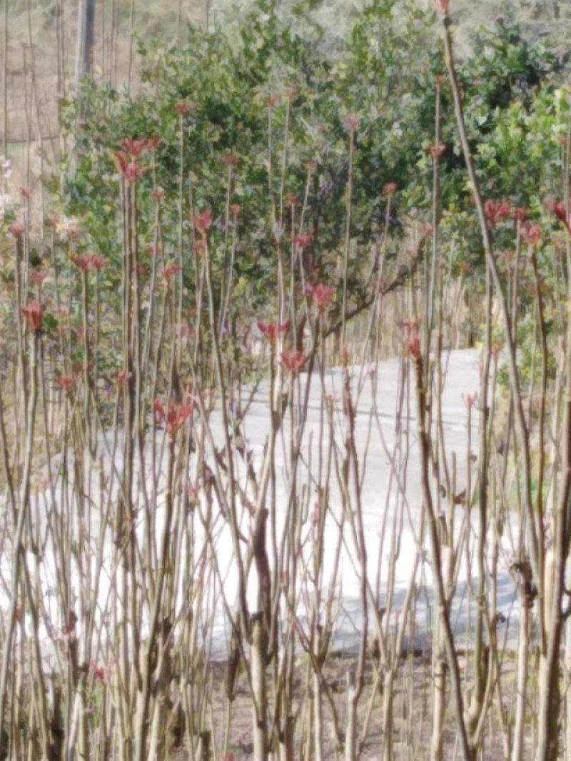 香椿芽