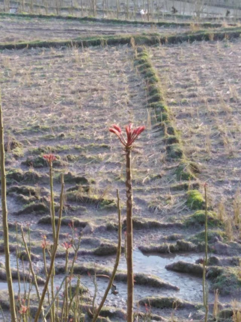 香椿芽