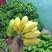 小米蕉一件代发粉蕉小米蕉产地直发小米蕉电商平台货源