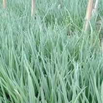 便宜小葱，菠菜，芹菜，香菜，茴香，