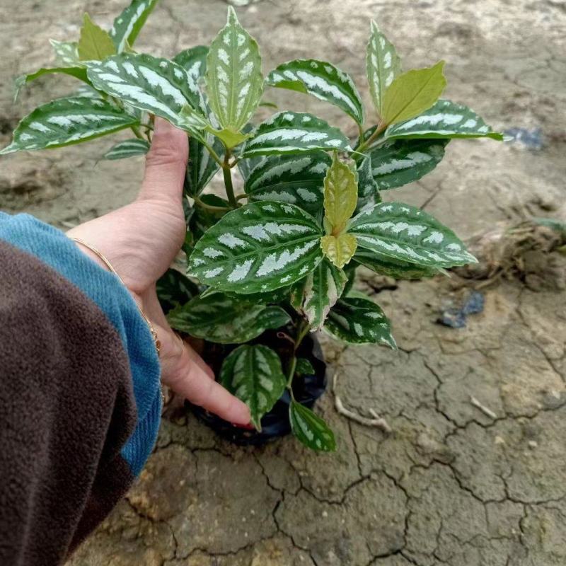 冷水花，各种绿化地被苗有需要的联系量多优惠。