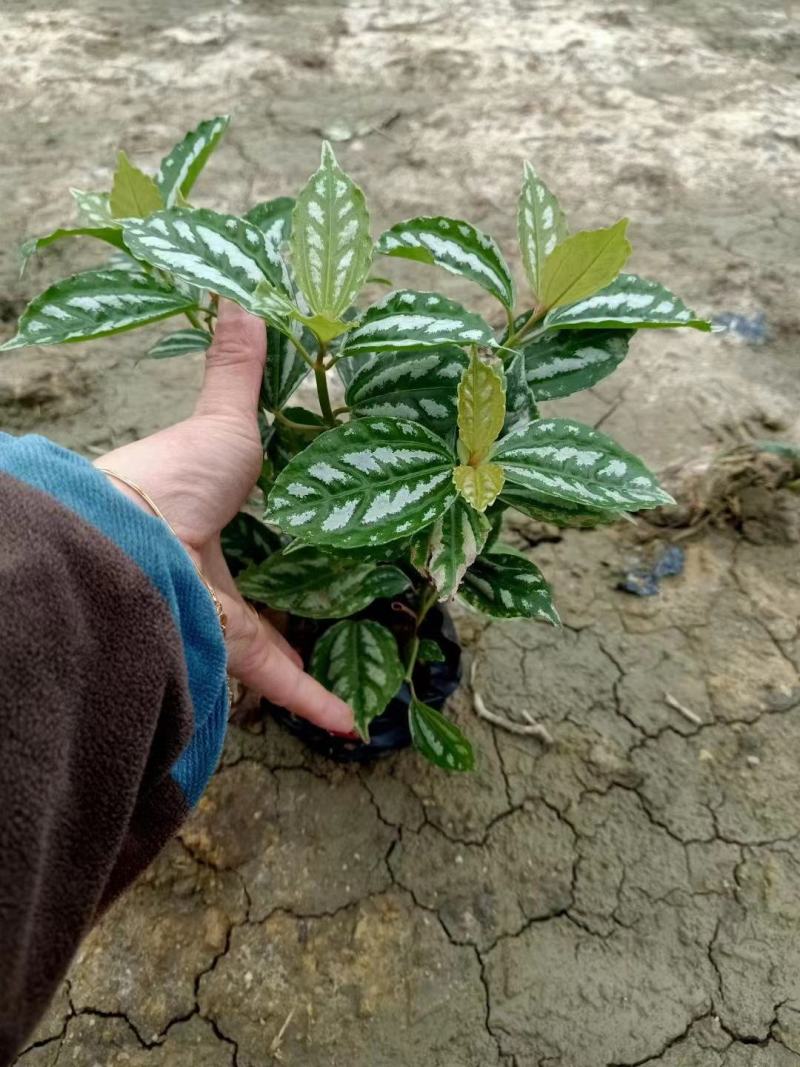 冷水花，各种绿化地被苗有需要的联系量多优惠。