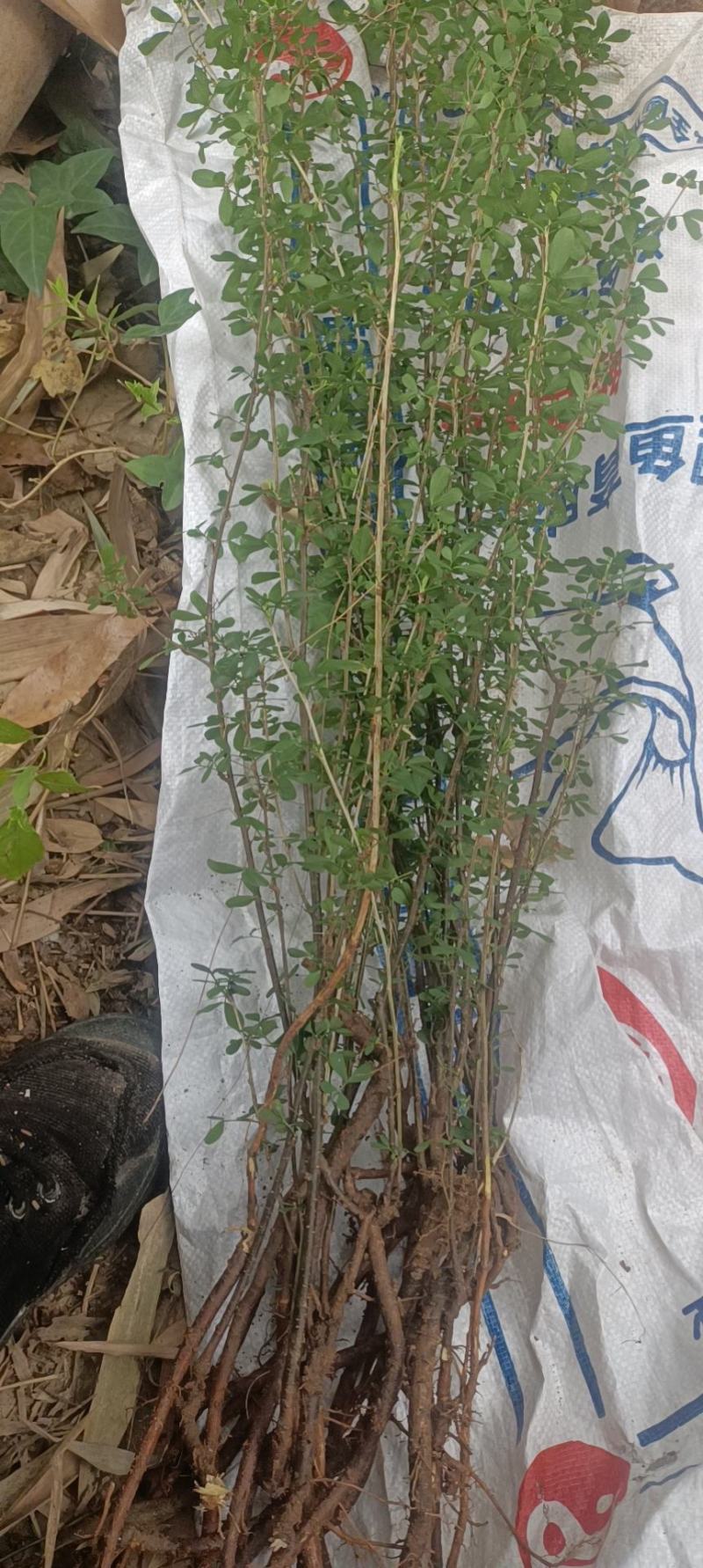 棕包（棕笋）原生态食材，接受预定！具体要求请直接留言！