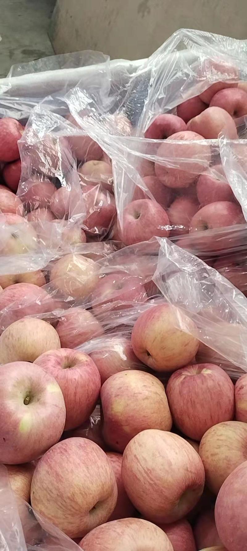 大量供应产地直发辽南地区寒富苹果售价0.8元
