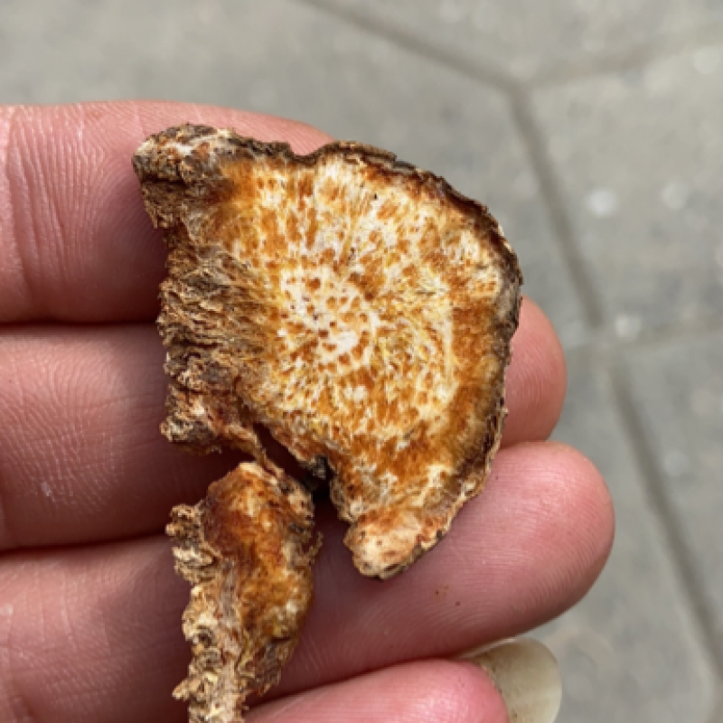 北苍术批发：产地直发，没有中间商赚差价。高含量达到