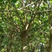 柚子树福建漳州柚子树绿化庭院设计基地直供大小规格