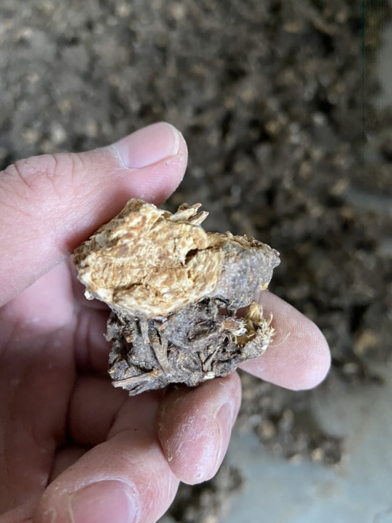 北苍术批发：产地直发，没有中间商赚差价。高含量达到