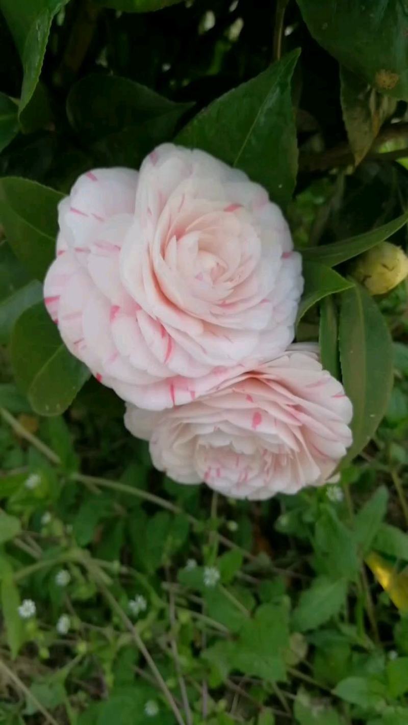 十八学士茶花盆栽茶花带花苞茶花白十八学士茶花