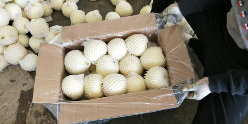 山东白玉香瓜，一手货源批发，品质保证，价格优惠欢迎合