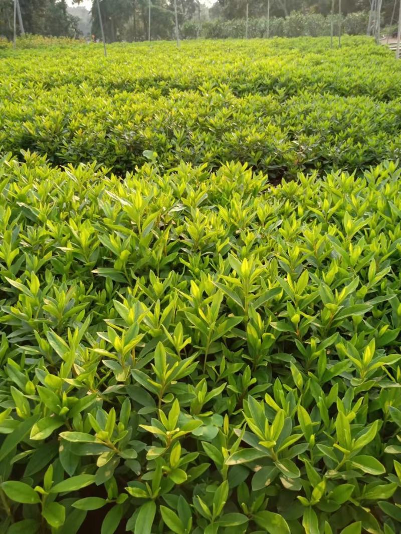毛杜娟，各种绿化苗木有需要的联系，量大优惠欢迎咨询