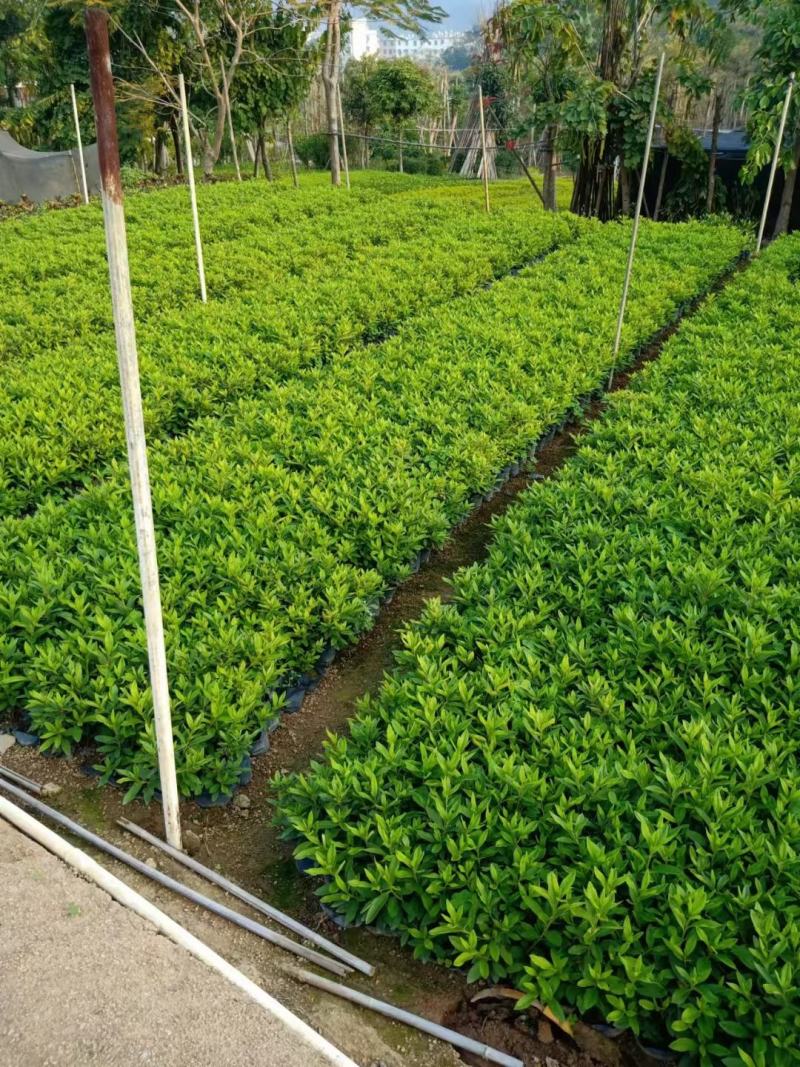 毛杜娟，各种绿化苗木有需要的联系，量大优惠欢迎咨询