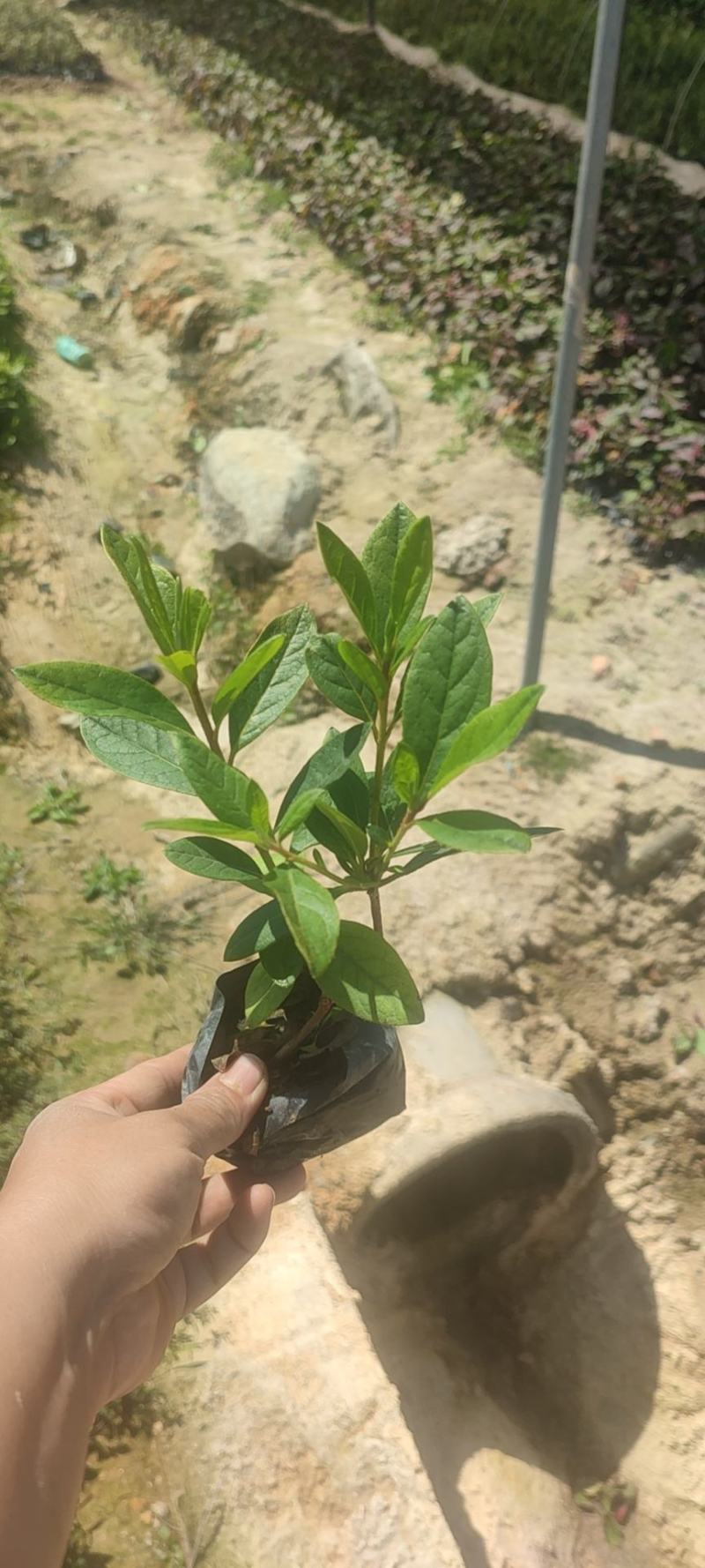 毛杜娟，各种绿化苗木有需要的联系，量大优惠欢迎咨询