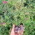 多头香水玫瑰，质量精品，可露天栽种