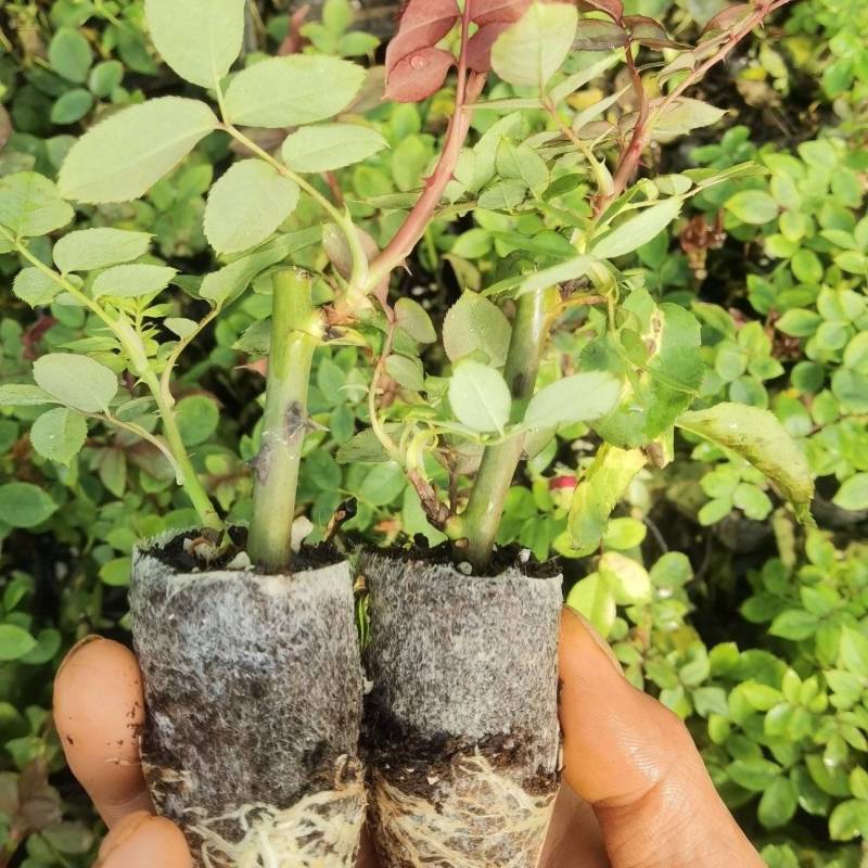多头香水玫瑰，质量精品，可露天栽种