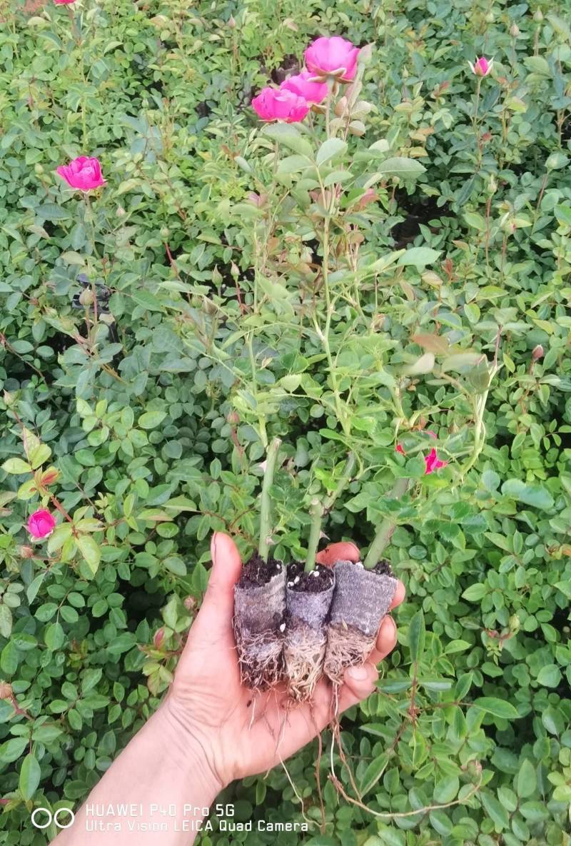 多头香水玫瑰，质量精品，可露天栽种