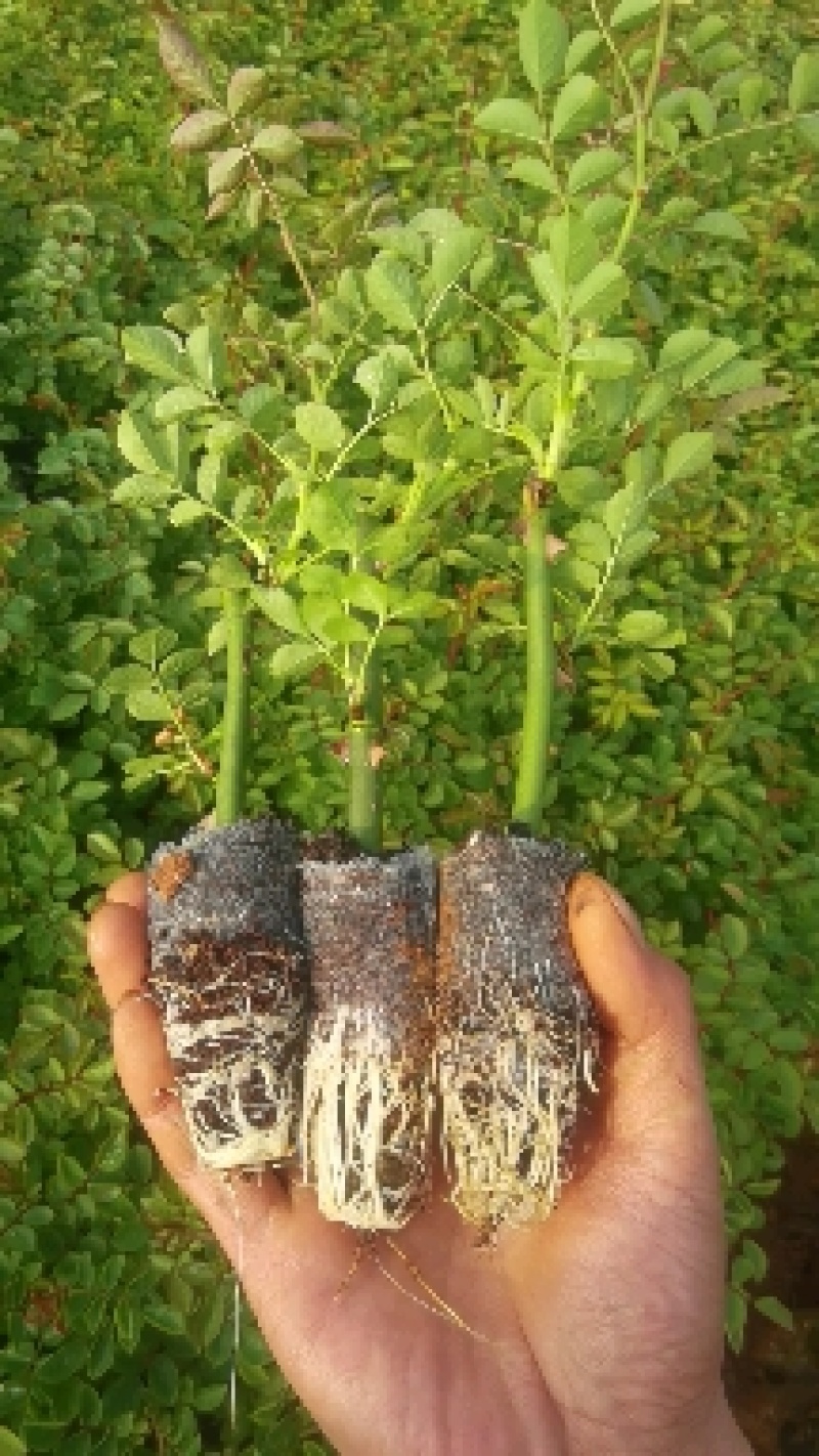 多头香水玫瑰，质量精品，可露天栽种
