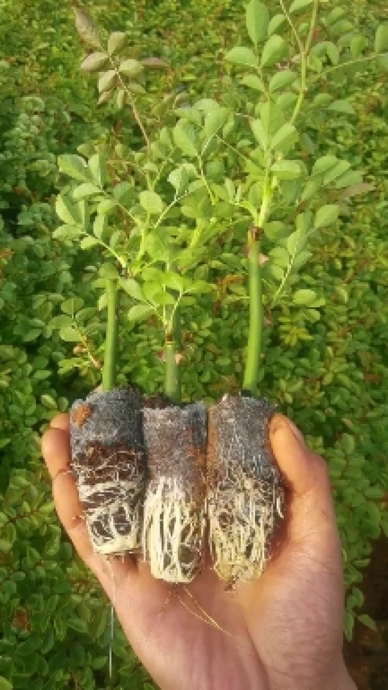 多头香水玫瑰，质量精品，可露天栽种