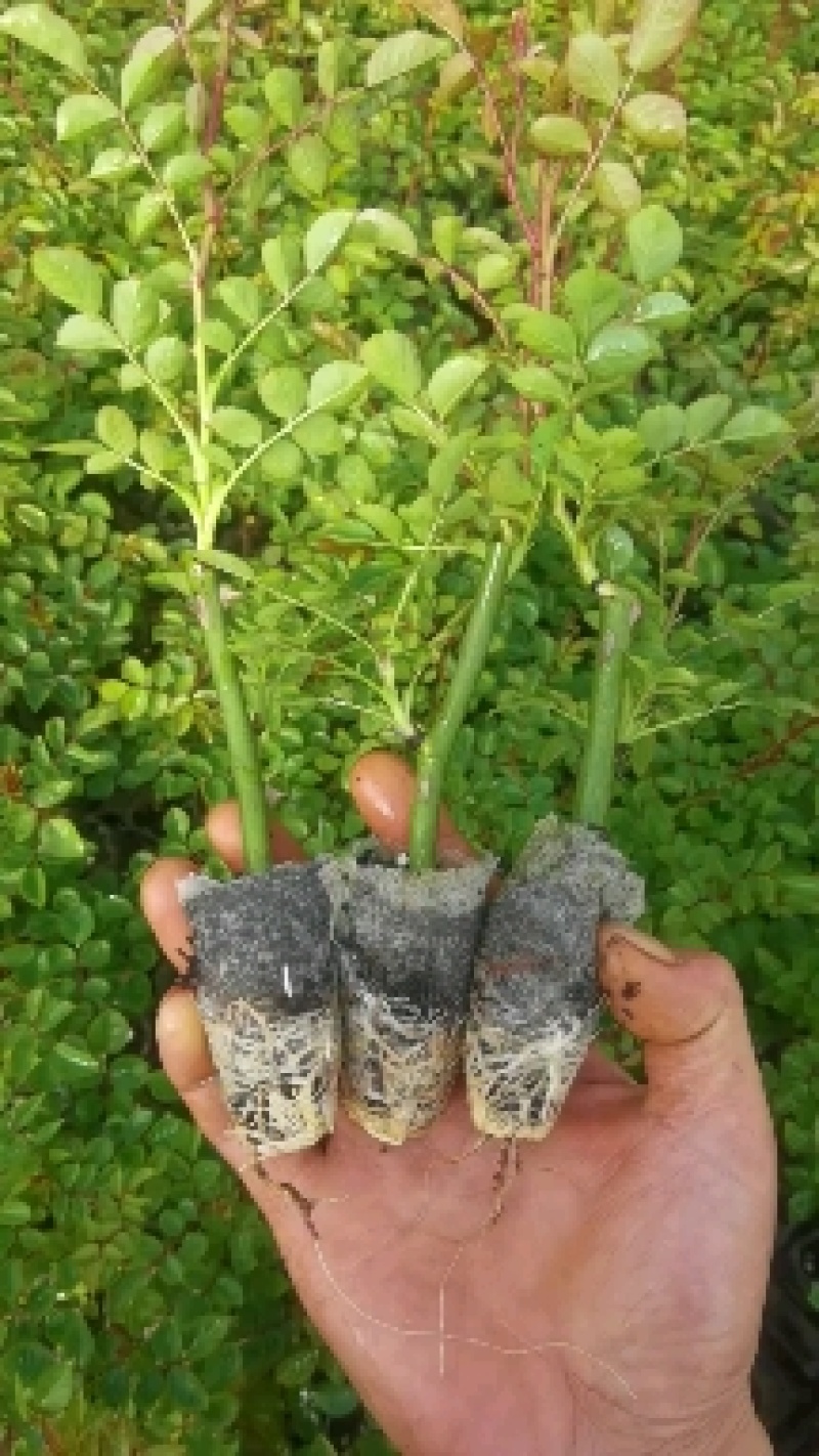 多头香水玫瑰，质量精品，可露天栽种