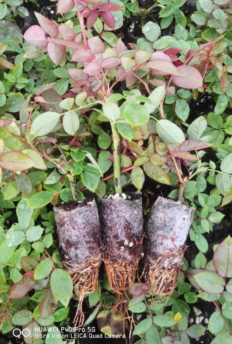 多头香水玫瑰，质量精品，可露天栽种