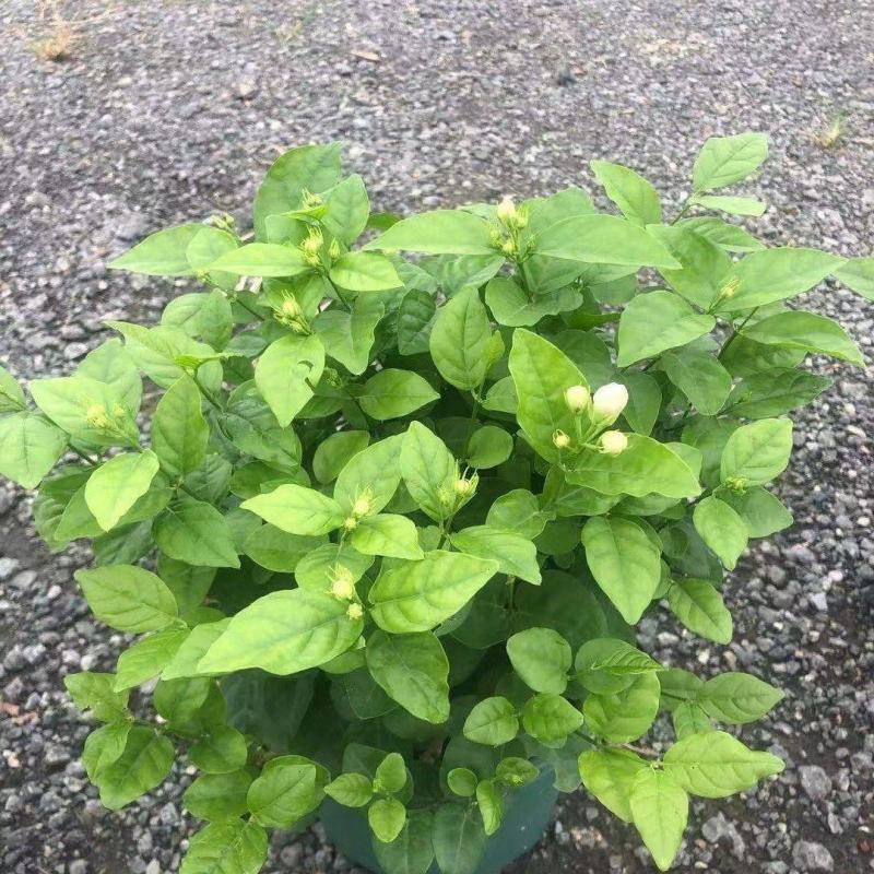 茉莉花各种绿化苗木有需要的联系，量大优惠欢迎咨询