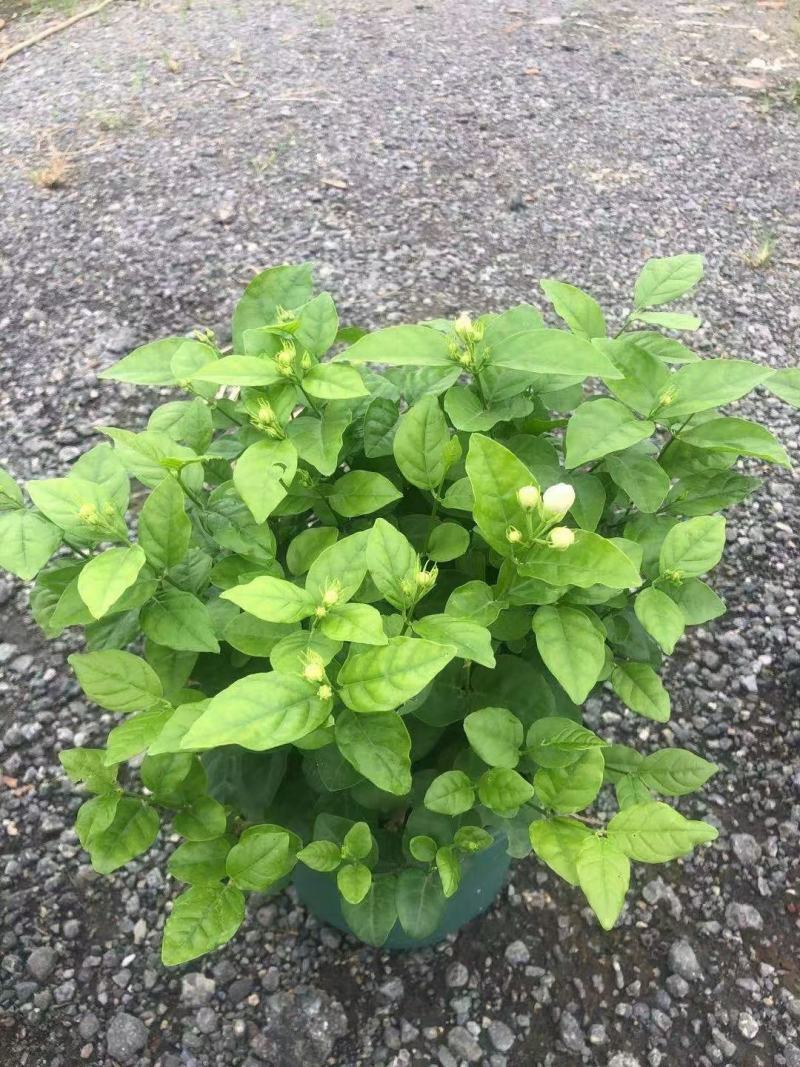 茉莉花各种绿化苗木有需要的联系，量大优惠欢迎咨询