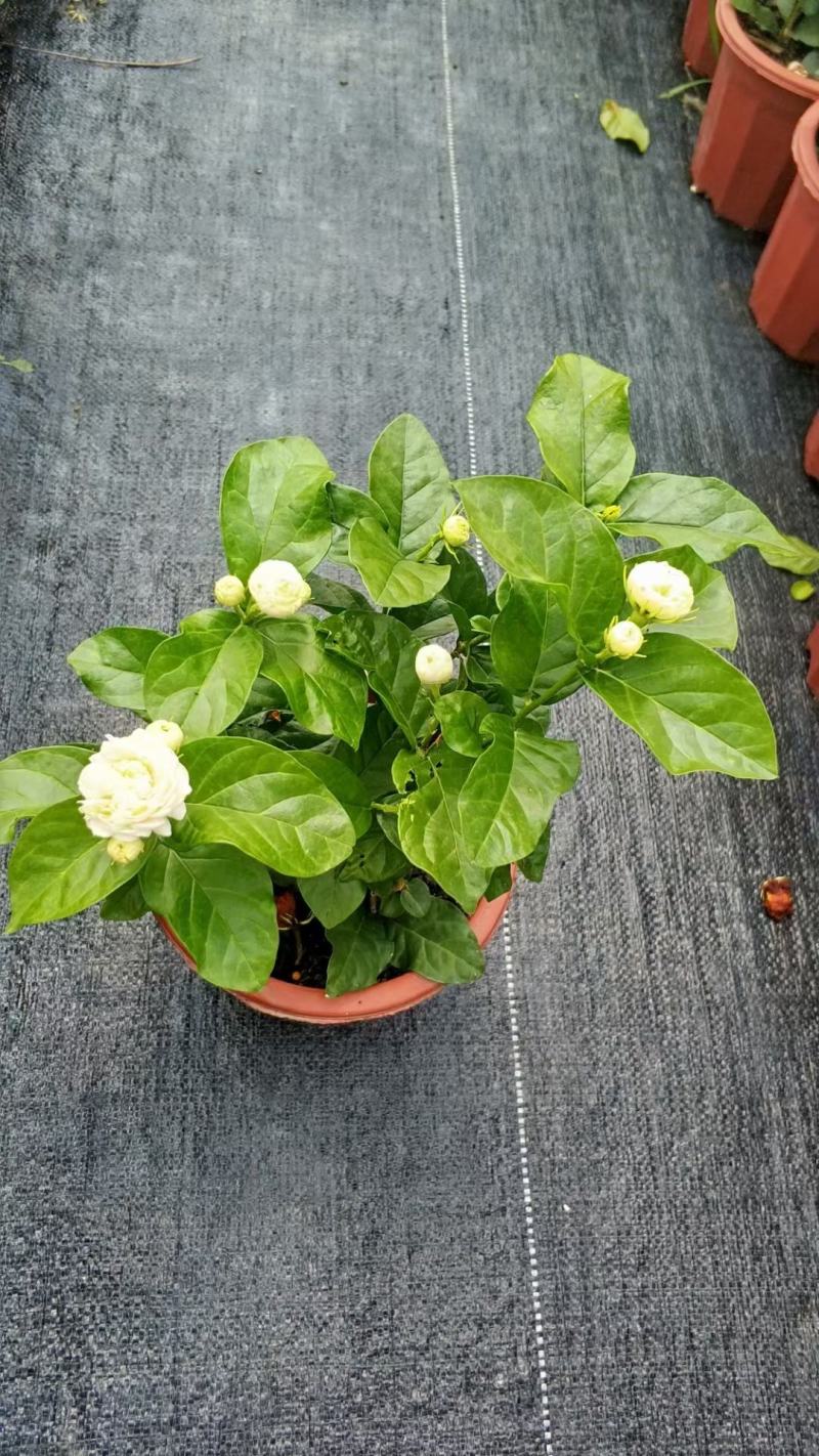 茉莉花各种绿化苗木有需要的联系，量大优惠欢迎咨询