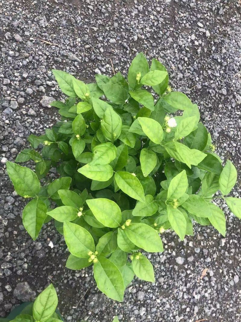 茉莉花各种绿化苗木有需要的联系，量大优惠欢迎咨询