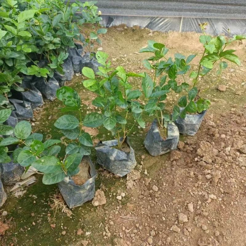 茉莉花各种绿化苗木有需要的联系，量大优惠欢迎咨询