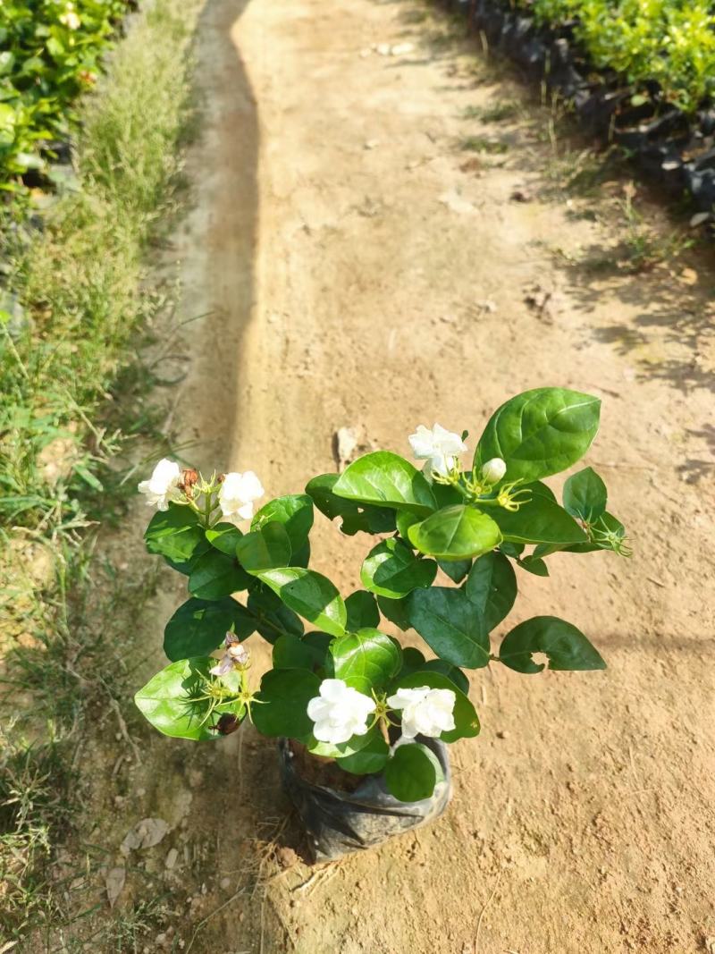 茉莉花各种绿化苗木有需要的联系，量大优惠欢迎咨询