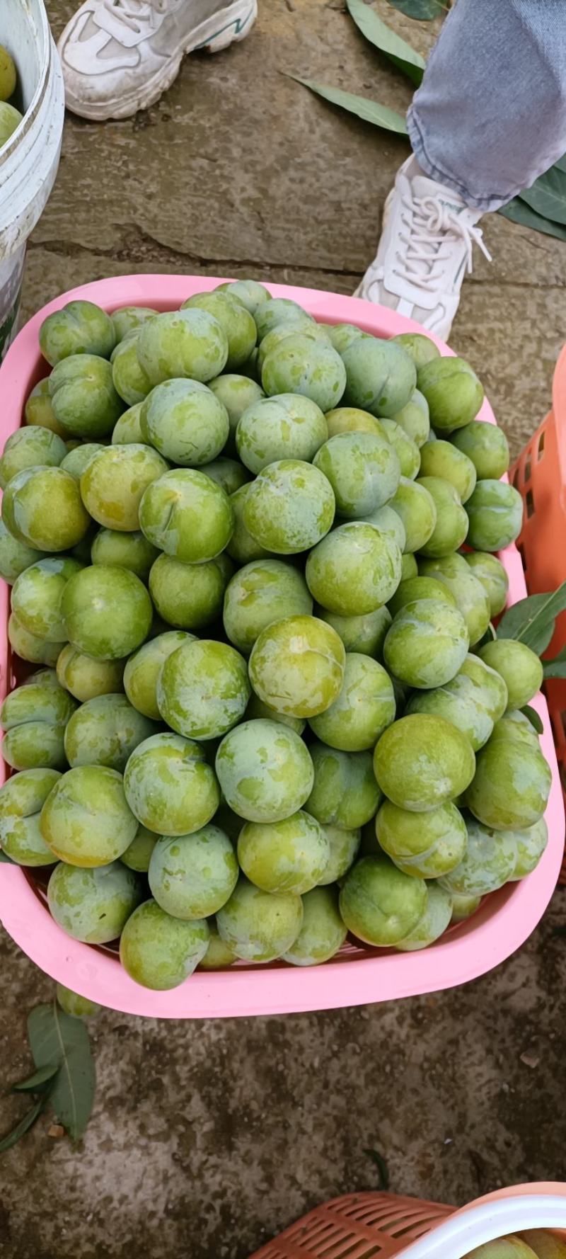 贵州六马蜂糖李