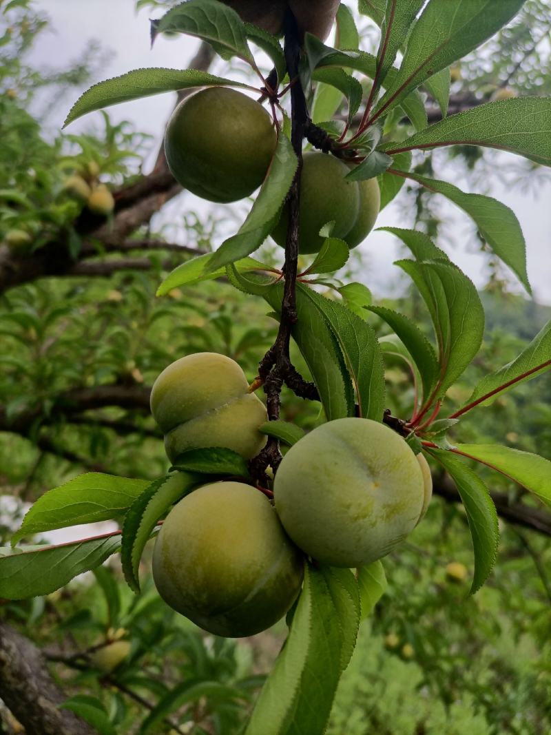 贵州六马蜂糖李