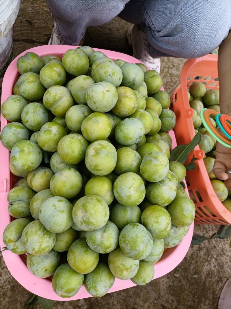 贵州六马蜂糖李