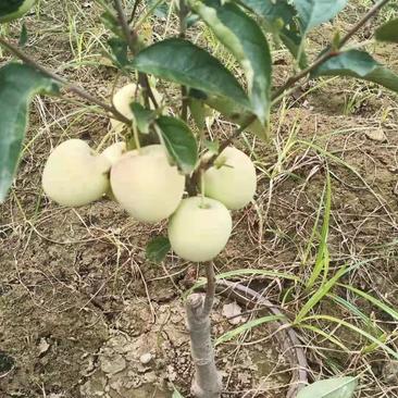 矮化苹果树苗品种纯正规格齐全质量保证