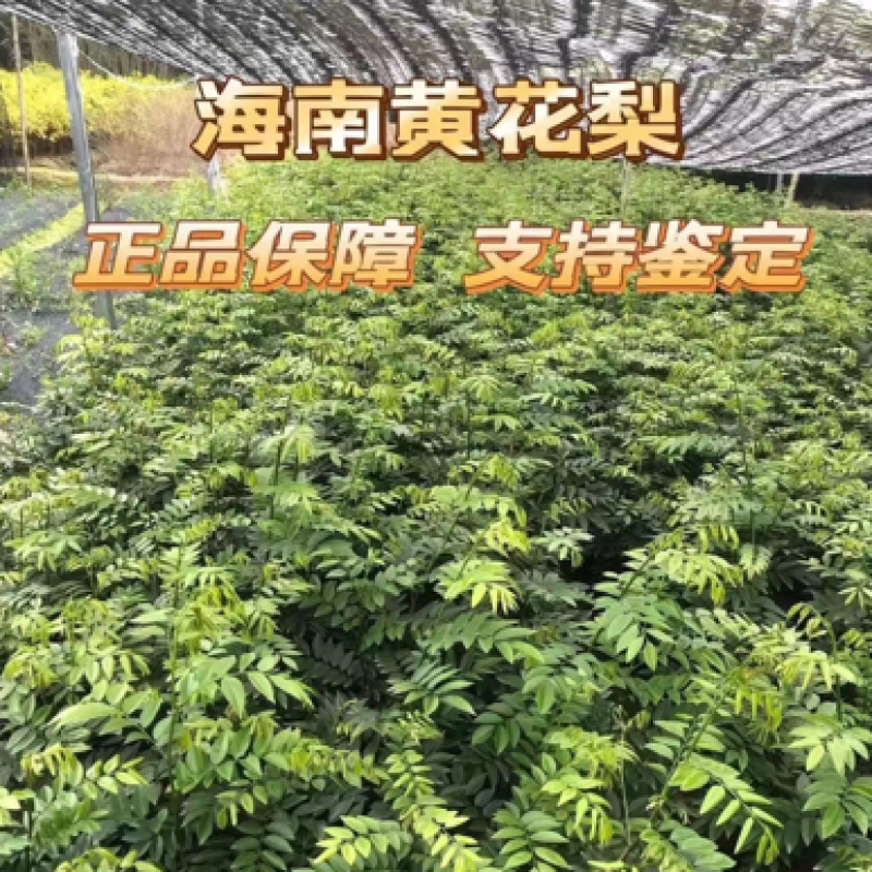 黄花梨苗，正宗海南油性黄花梨苗，保湿发货基地直销