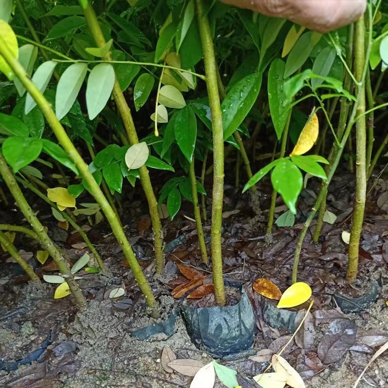 黄花梨苗，正宗海南油性黄花梨苗，保湿发货基地直销