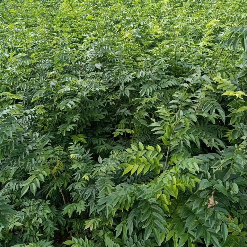 黄花梨苗，正宗海南油性黄花梨苗，保湿发货基地直销