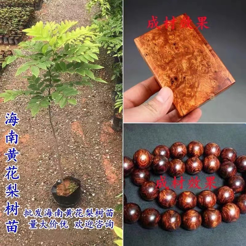 黄花梨苗，正宗海南油性黄花梨苗，保湿发货基地直销